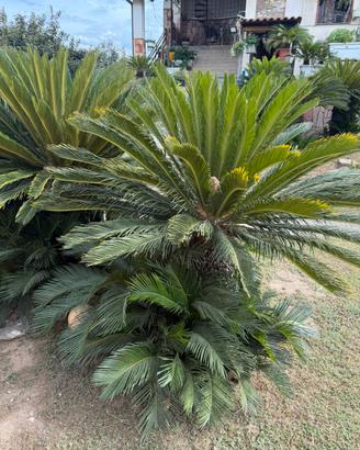CYCAS DA GIARDINO