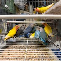 Inseparabili giovanissimi