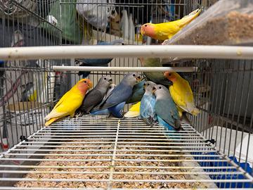 Inseparabili giovanissimi