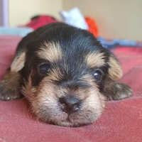 Baby Yorkshire Terrier Blue & Tan