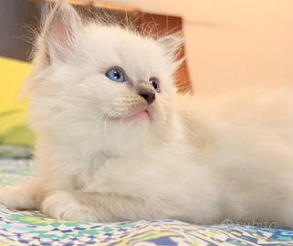 Gatti Ragdoll con Pedigree