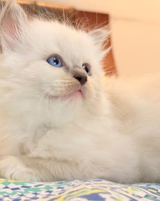 Gatti Ragdoll con Pedigree