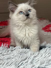 Cuccioli pura razza gatto siberiano su prenotazion