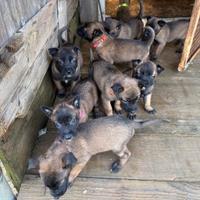 Pastore Belga Malinois con pedigree ENCI