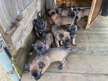 Pastore Belga Malinois con pedigree ENCI