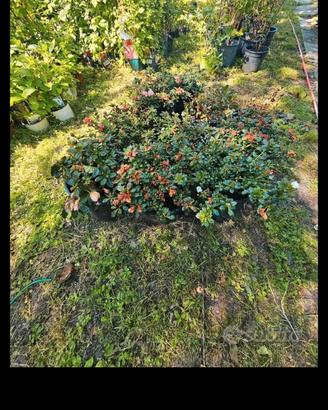 piante azalea