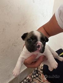 Cuccioli di bulldog francese