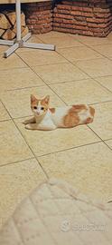 GATTINO maschio