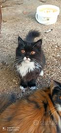 Cucciola di Persiano