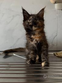 Maine Coon cucciola