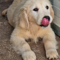 Cuccioli di Golden Retriever - Linea Inglese