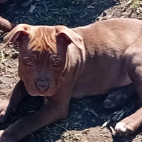 Pitbull pit bull pit bul Pit bull pit bul Pitt bul