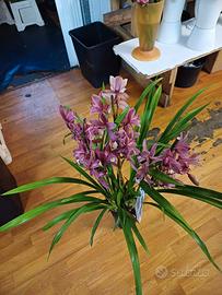 orchidea