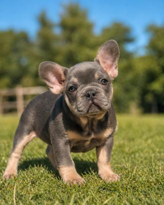 Bulldog francese