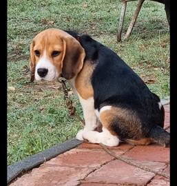 Cucciola di Beagle femmina