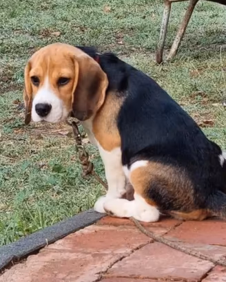 Cucciola di Beagle femmina