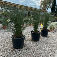 Pianta dasilirion filiforme eta 30 anni