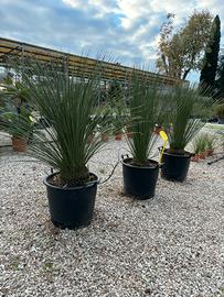 Pianta dasilirion filiforme eta 30 anni