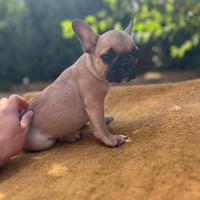 Bulldog Francese