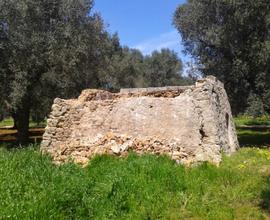 Terreno agricolo con alberi secolari