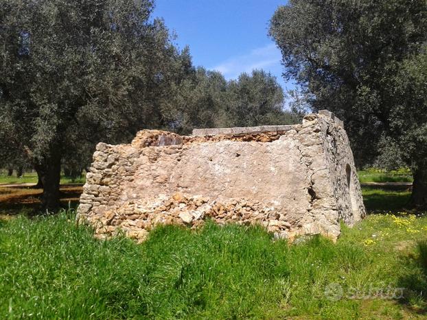 Terreno agricolo con alberi secolari