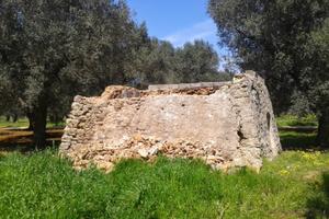Terreno agricolo con alberi secolari
