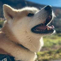 Akita inu per monta