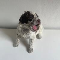 Lagotto Romagnolo con pedigree