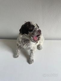 Lagotto Romagnolo con pedigree