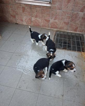 Beagle