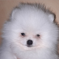 Spitz Pomerania nano pedigree