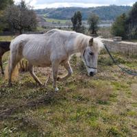 Cavallo PRE con documenti