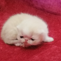 Gattini exotic shorthair. Alta geneologia