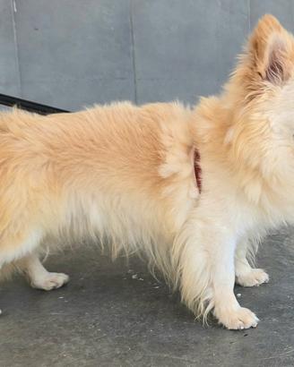 Linus 6 anni Taglia piccola 