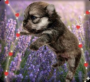 Spitz Pomerania nani con pedigree