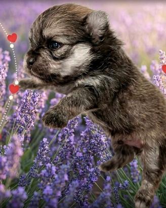 Spitz Pomerania nani con pedigree