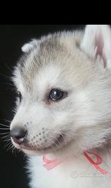 Siberian husky cucciolata con pedigree