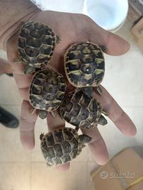 Tartarughe di terra Testudo Hermannii 2026