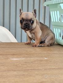 Cucciolo di bulldog francese