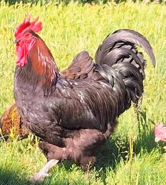 Gallo marans puro