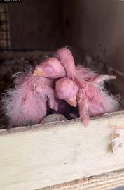 Pulli Rosella comune da allevare a mano