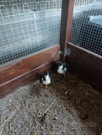 Pulcini marans
