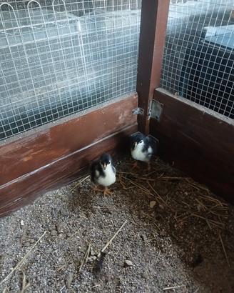 Pulcini marans
