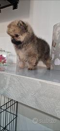 Spitz Pomerania nano