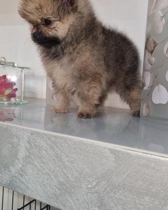 Spitz Pomerania nano