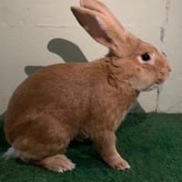 Conigli di razza pura