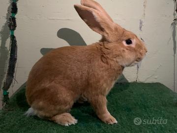 Conigli di razza pura
