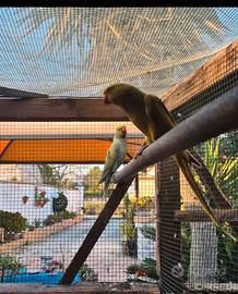 Parrochetto dall collare 
