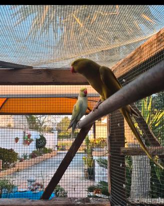 Parrochetto dall collare 