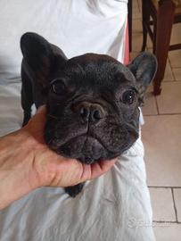 Cuccuolo Bulldog francese